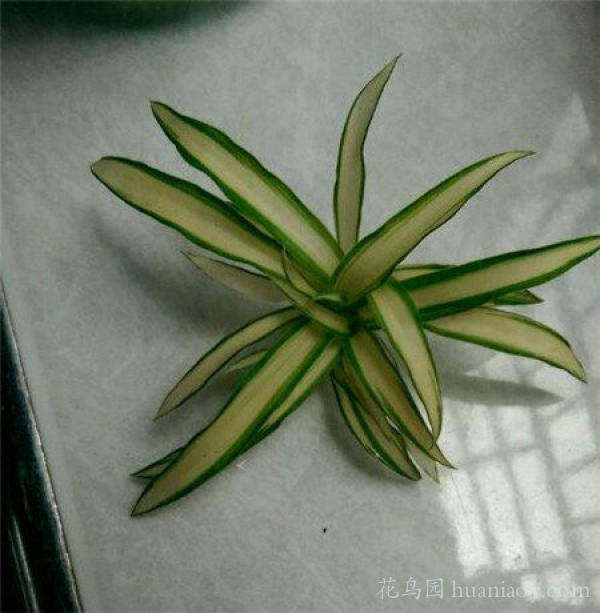 青叶吊兰水培方法和注意事项,怎样水培金边吊兰又可以养鱼