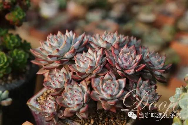 大群老桩秀妍多肉,多肉大群造型图