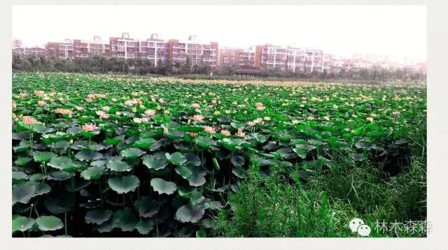 生在淮北，剩在上海