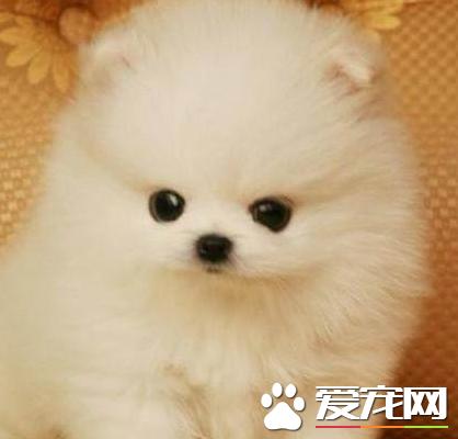 博美犬喂啥,博美犬喂什么好