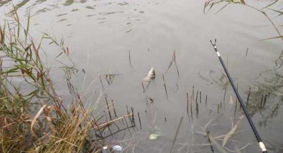 钓鱼人太牛！大风大雨中垂钓也能迎来鲤鲫大丰收