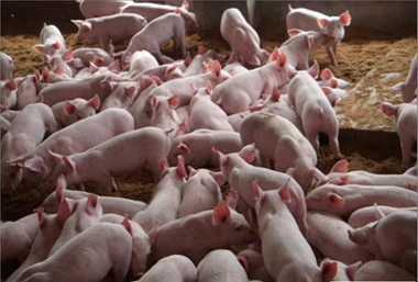 仔猪腹泻的预防与管理论文,如何预防产房仔猪腹泻