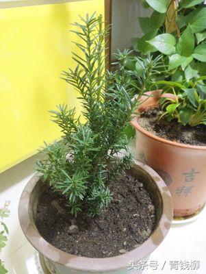 红豆杉品种曼地亚,曼地亚红豆杉叶子