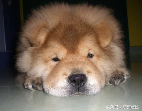 松狮和小汪星人,主人给家里的猫找了女朋友