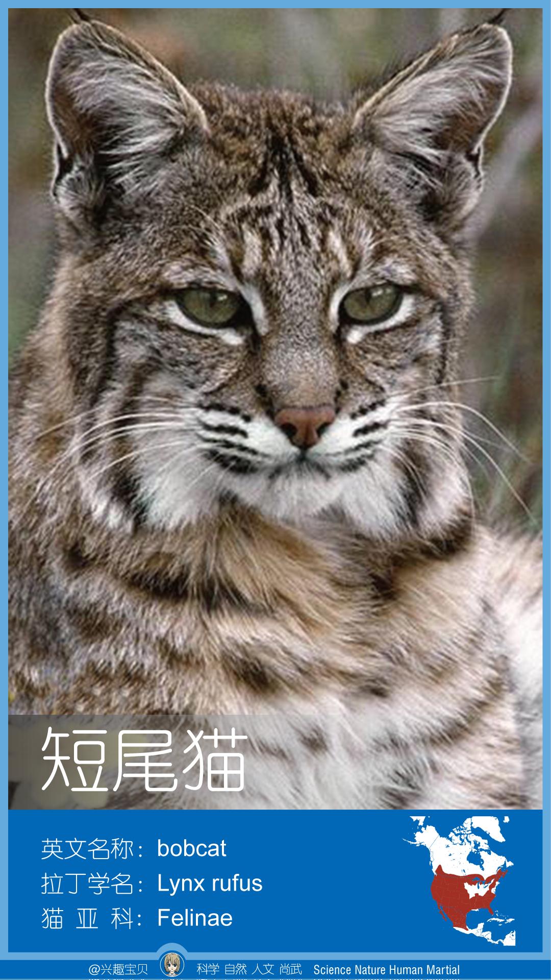 所有36种猫科动物排行,兴趣宝贝21期