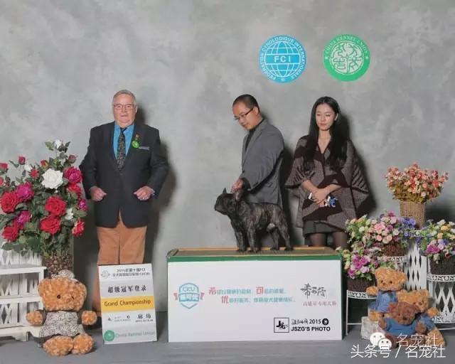 法国斗牛犬东北犬舍,法国斗牛犬犬舍视频