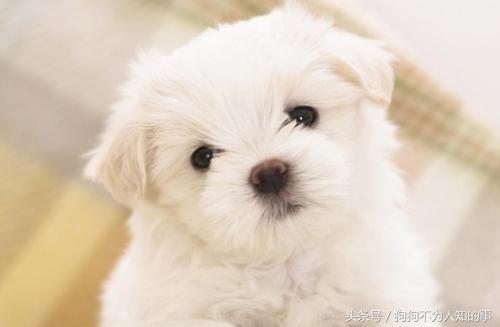 狗狗便便不成形是什么原因,三个月狗狗便便稀软不成形