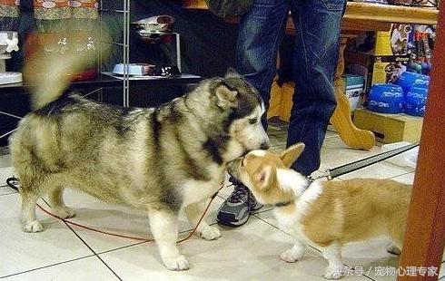说好的没有哈士奇带不二的狗呢？为什么就被古牧给溜了