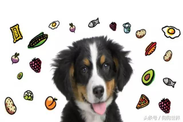 狗狗美丽第一大杀手：泪痕问题全分析！