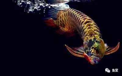 金龙鱼识图,金龙鱼怎样发色好看