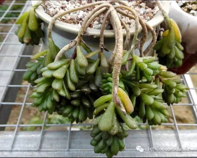 关于多肉植物冻伤：锻炼肉肉耐寒的两个方法！