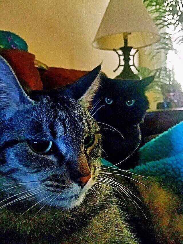 梅西养了一只会踢足球的猫,盘点梅西的猫咪