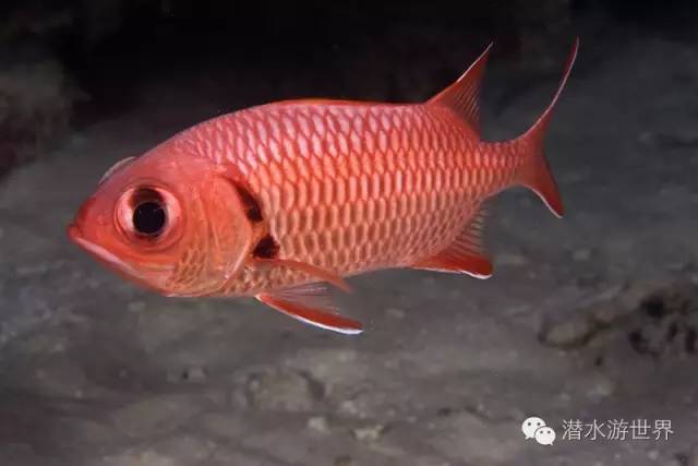 免签岛国斐济颠覆你对潜水的感官体验