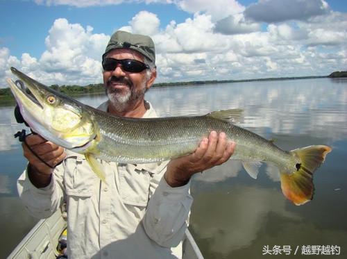 亚马逊钓鱼钓到最大的鱼,亚马逊钓到1吨的鱼