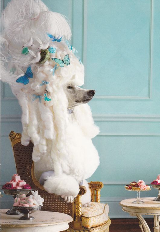 巨型贵宾犬造型有哪些,巨贵犬是巨型贵宾犬吗