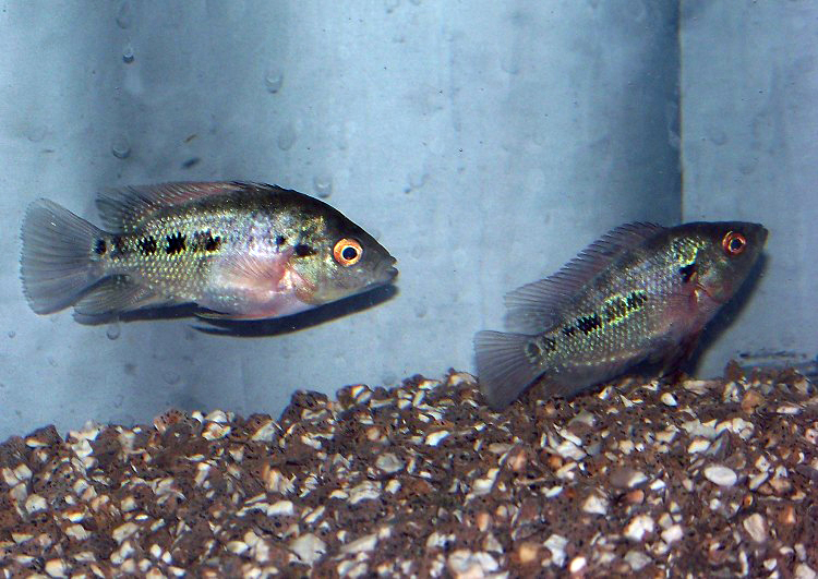 罗汉鱼怎么饲养为最佳,罗汉鱼正确饲养技巧图解