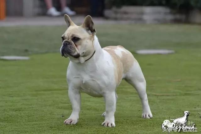 法国斗牛犬东北犬舍,法国斗牛犬犬舍视频