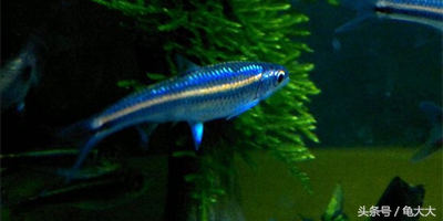 灯鱼为什么会得霓虹灯病,灯科鱼为什么养不长时间就死了