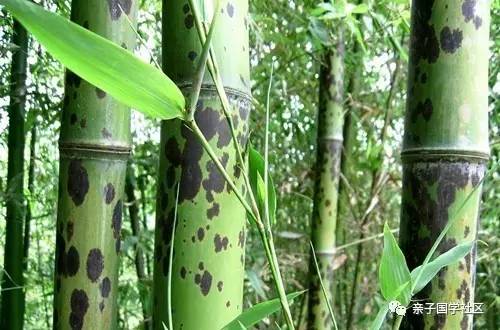 湘妃斑竹到底什么意思,湘妃竹的传说图片