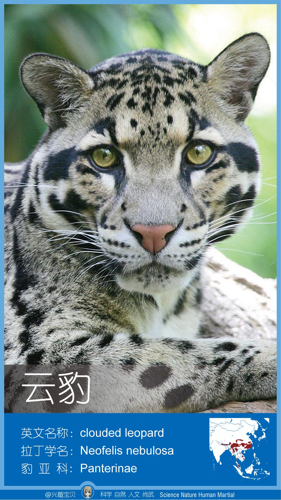 所有36种猫科动物排行,兴趣宝贝21期