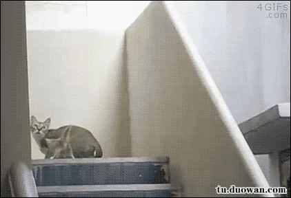 所有36种猫科动物排行,兴趣宝贝21期