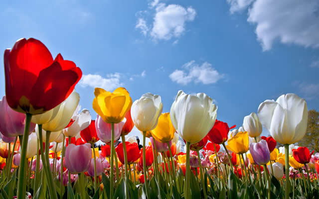 郁金香花语可以送给女朋友吗,郁金香花语寓意卡片