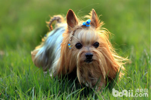 全球十大最欢迎的中型犬,欧洲十大最受欢迎犬种排名