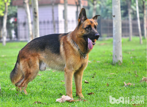 全球十大最欢迎的中型犬,欧洲十大最受欢迎犬种排名