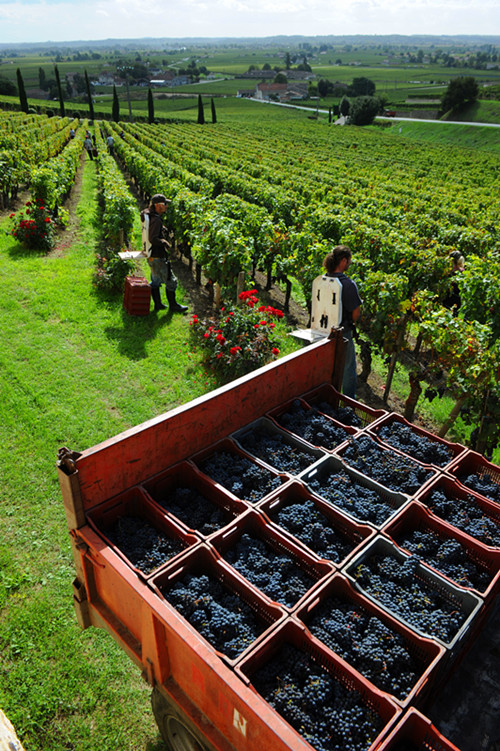 82年拉菲是82年采的葡萄吗,82年拉菲用的是什么葡萄
