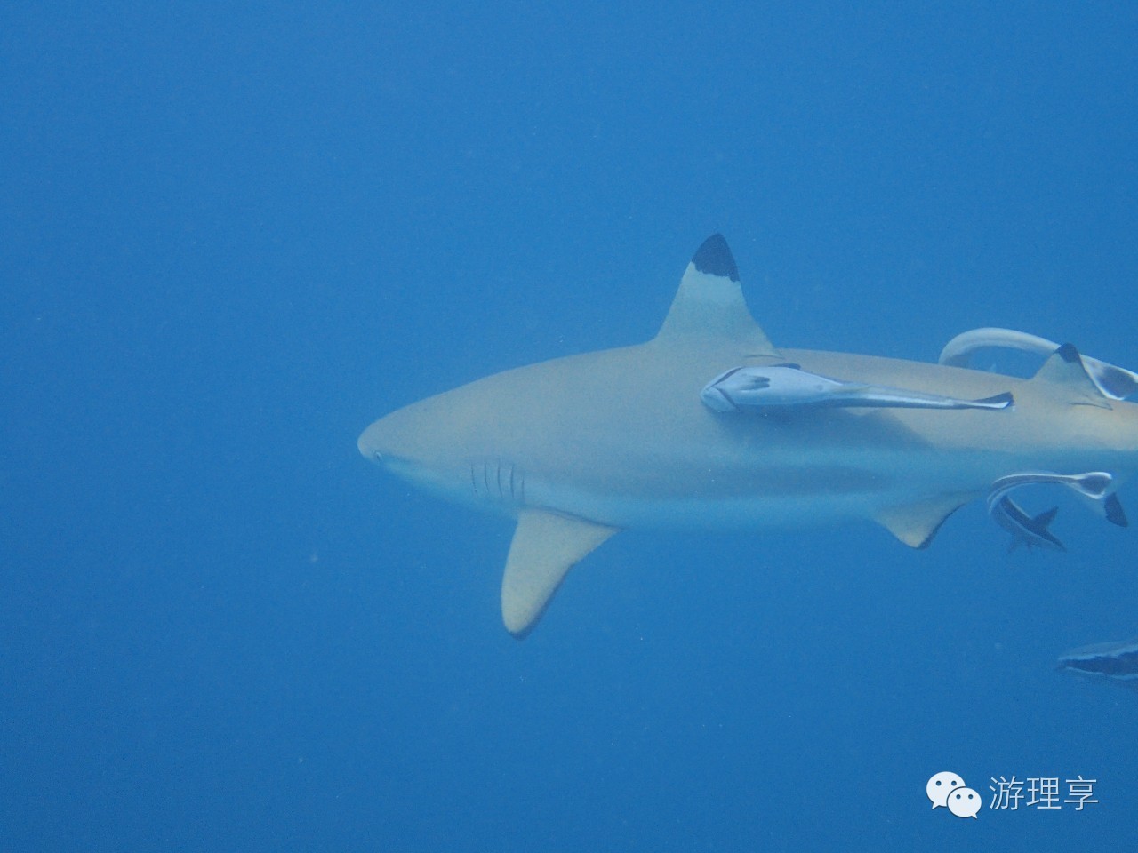 美丽的海岛帕劳风景,帕劳旅游攻略海岛