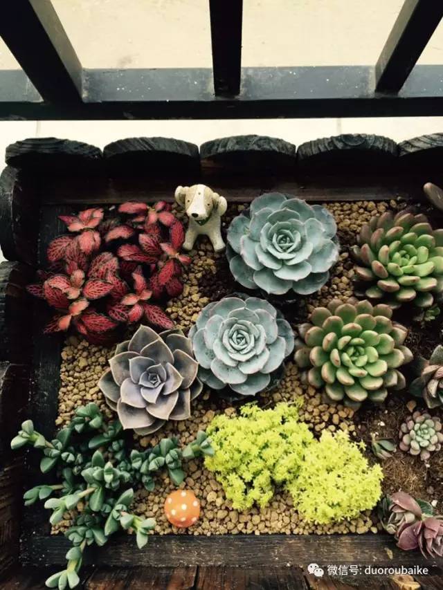 入肉坑,入坑一年半的新手养肉心得