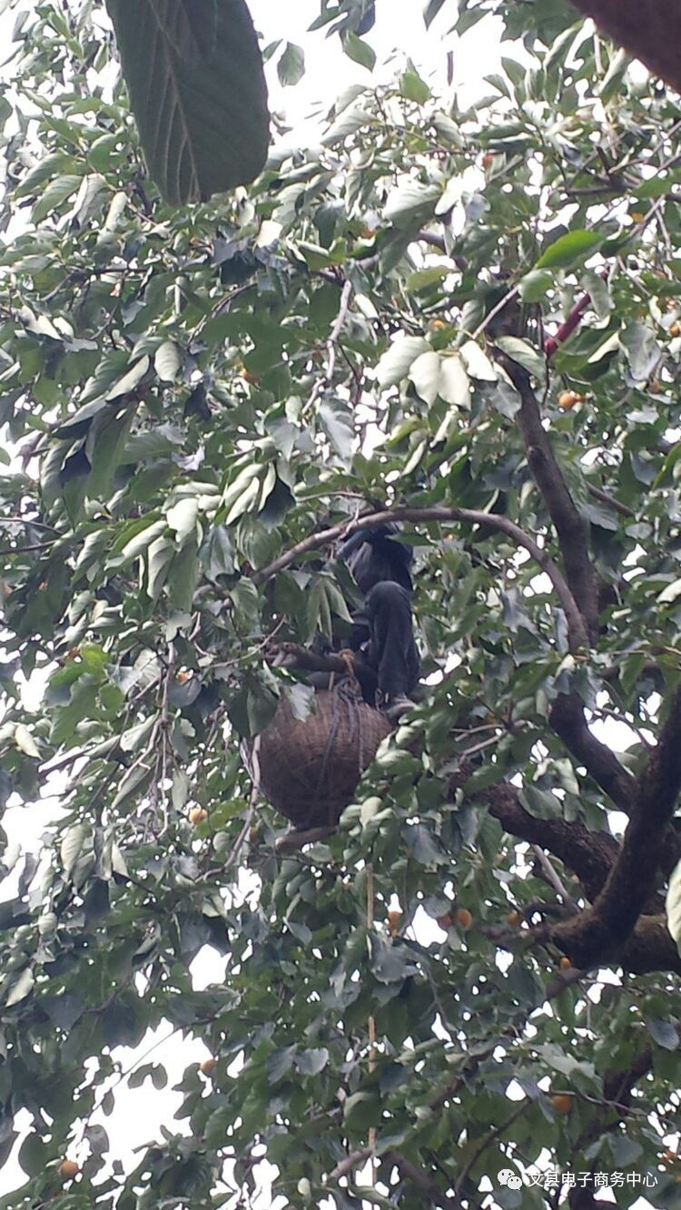 文县贾昌一个“胖子”变”瘦子“的过程