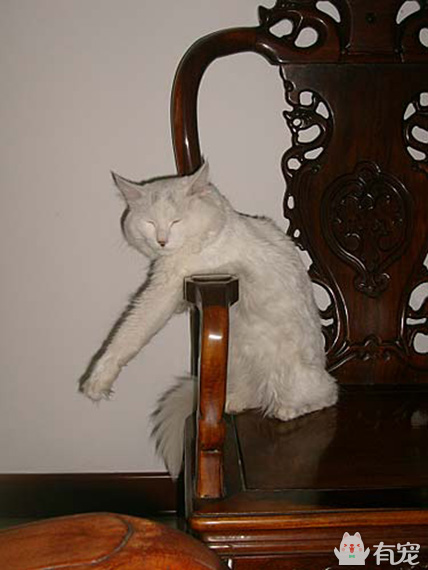 有福之人满满的幸福 (有才和有福的成长日记)