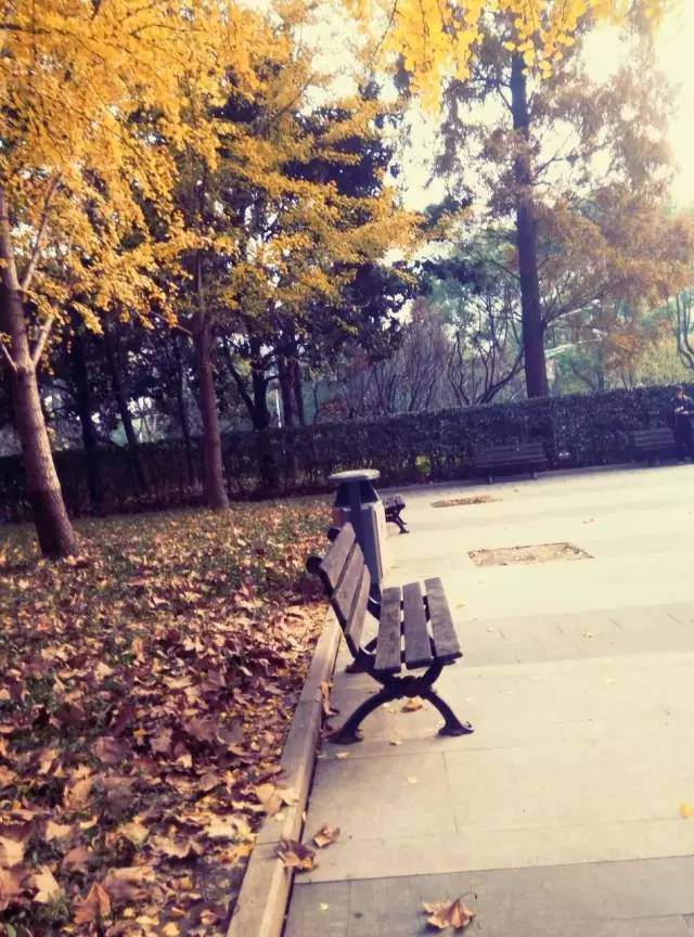 上海落叶不扫景观道,上海秋天不扫落叶的街道