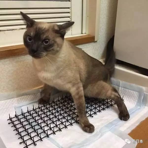 日本人发明的捕鼠神器,日本人发明装置