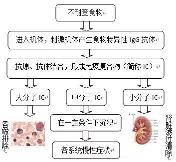 食物不耐受营养障碍,食物不耐受的科普知识