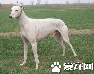 灵缇犬幼犬怎么养,灵缇犬幼犬的喂养方法
