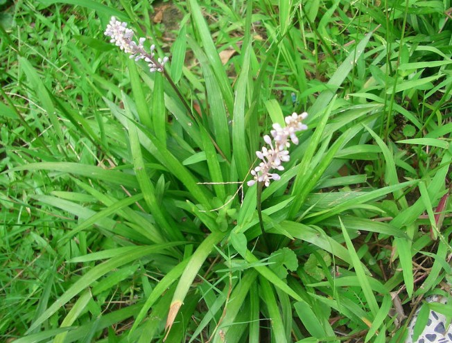 客家人常见的野果,环球客家
