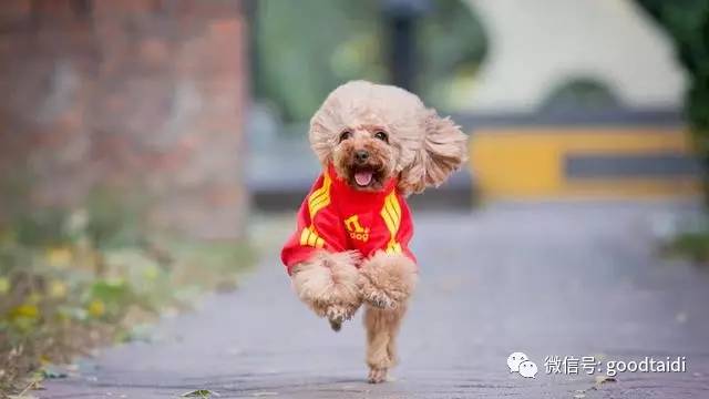 心疼小泰迪,小泰迪一定不能吃什么