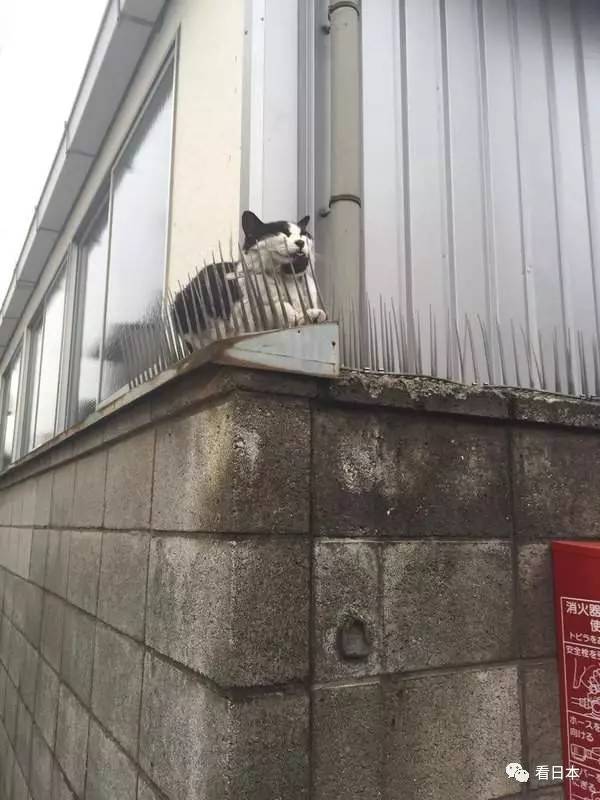 日本人发明的捕鼠神器,日本人发明装置