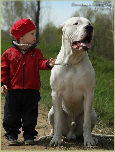 盘点十大帅气猛犬你值得拥有,十大猛犬排名加纳利