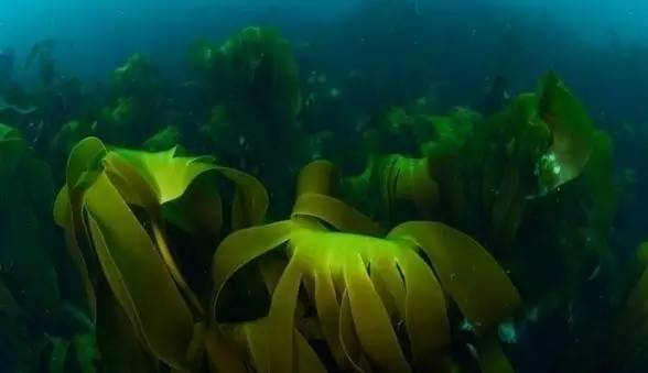 美人鱼皮肤优化,美人鱼皮肤是黑的还是白的