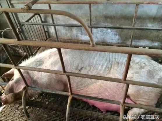 母猪产前低温不食是怎么回事,母猪低温不吃食最佳治疗方案