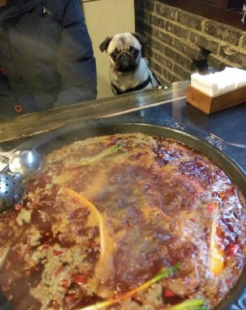 狗狗吃火锅,宠主给挑食柴犬吃零食