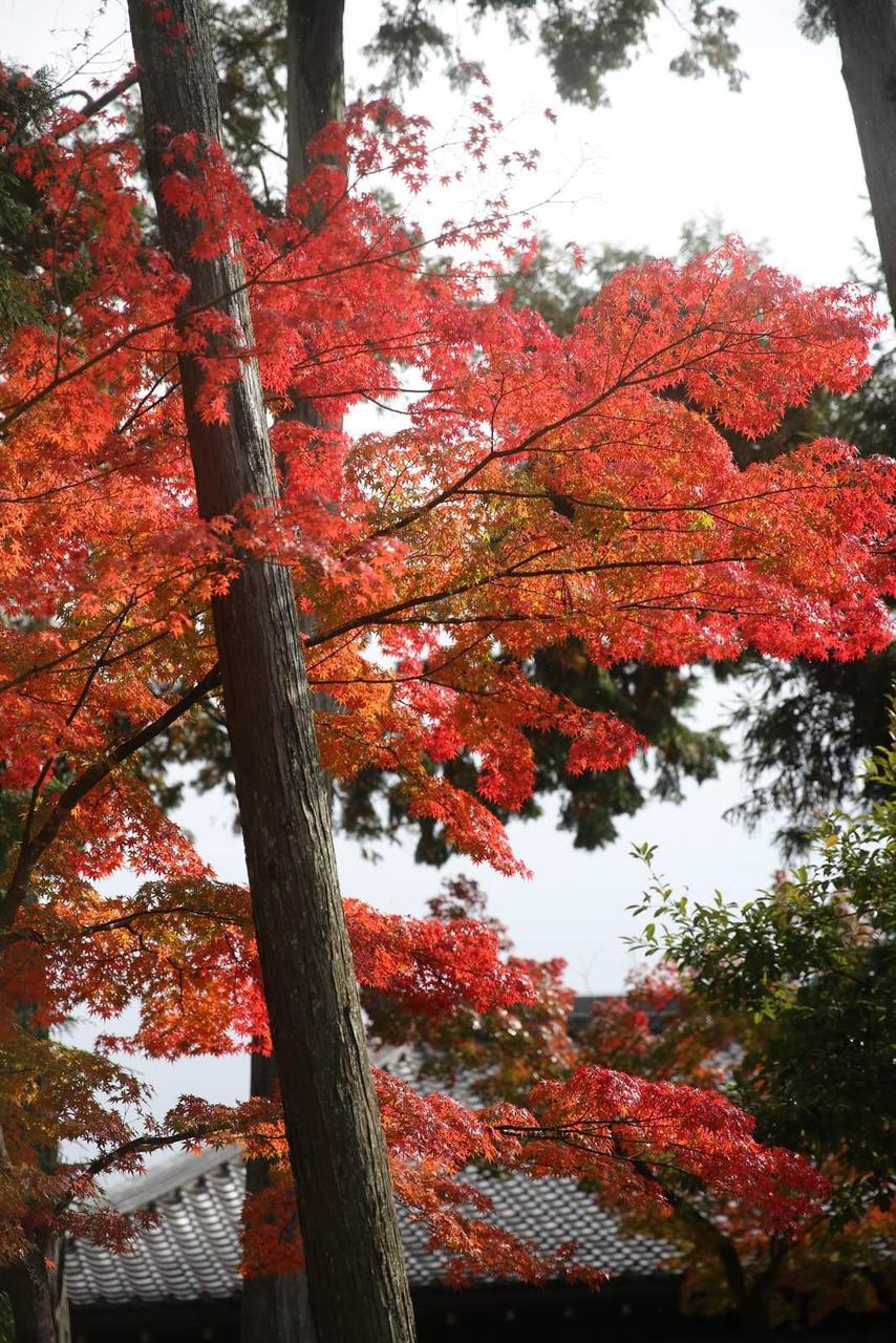 关西温泉六日游,大阪关西机场温泉