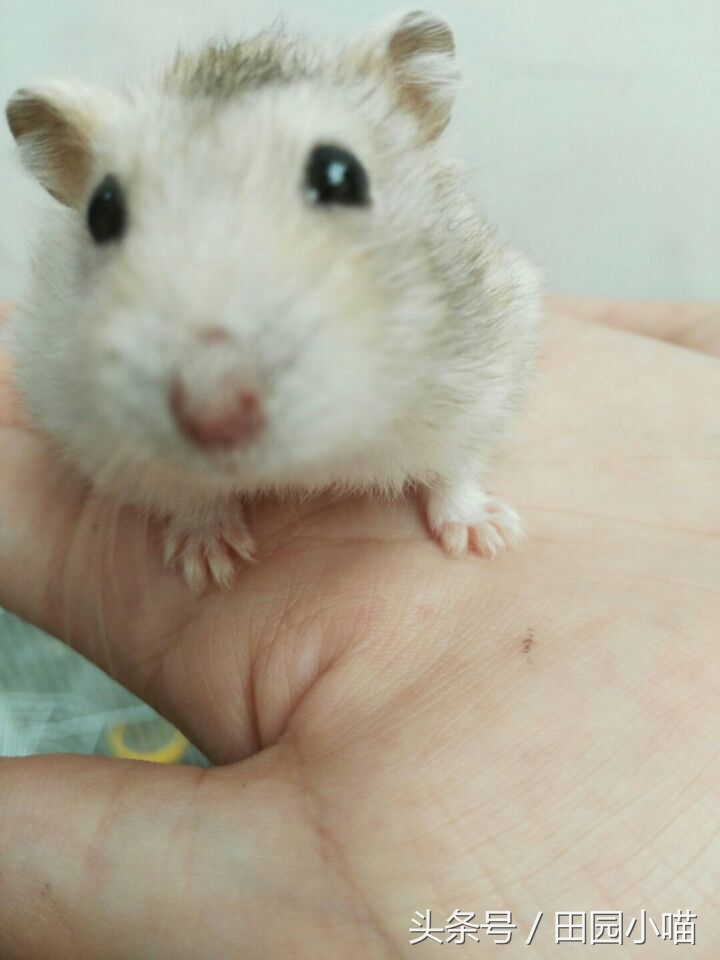 花10元买了两只小仓鼠，没想到几个月后收获一窝软萌的糯米团子
