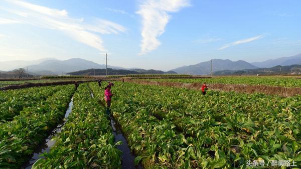 连州菜心拍卖最高价,至尊连州菜心什么价