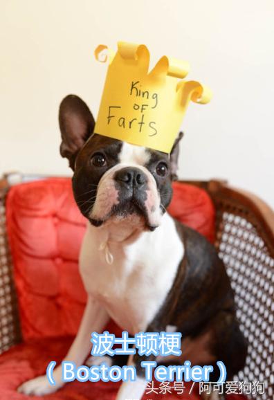 超级好看的大耳狗,短尾立耳狗