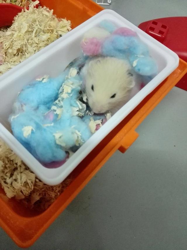 买了一只仓鼠养了2周后发现不对,养的仓鼠突然少了一只