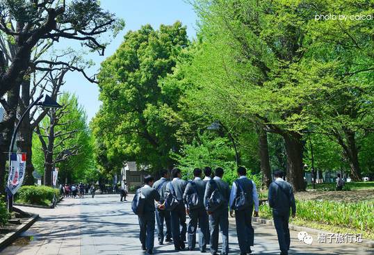 樱花旅行记全集视频,日本樱花7日游攻略大全